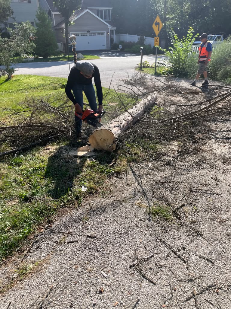 Tree Service